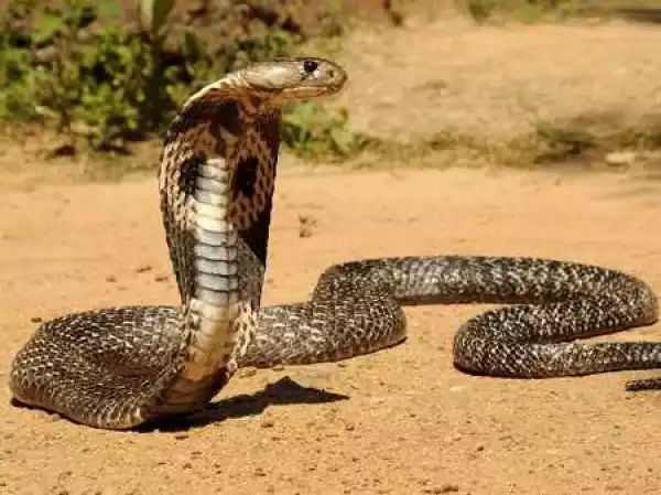 Serious Panic In Bayelsa As Dangerous Cobras Invade Community (See Shocking Details)